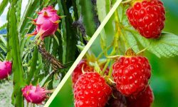 CHINECAS IMPLEMENTARÁ PARCELAS DEMOSTRATTIVAS DE FRAMBUESA Y PITAHAYA