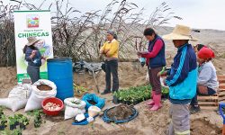 CHINECAS PROMUEVE EL USO DE BIOFERTILIZANTE PARA MEJORAR EL RENDIMIENTO Y CALIDAD DE CULTIVOS