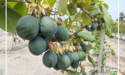 P.E. CHINECAS, PROMUEVE LA PRODUCCIÓN DE LA GRANADILLA