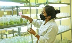 Chinecas produce pitahaya “in vitro” en Laboratorio de Biotecnología