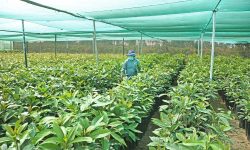 Productores podrán reducir inversión con plantones frutales de Chinecas