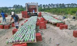 CHINECAS CUENTA CON CÓDIGO DE CERTIFICACIÓN FITOSANITARIA PARA EXPORTACIÓN DE SUS CULTIVOS DE MANGO Y PALTA