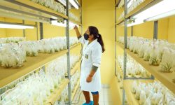 𝑪𝑹𝑬𝑪𝑬 𝑬𝑳 𝑰𝑵𝑻𝑬𝑹𝑬́𝑺 𝑷𝑶𝑹 𝑪𝑼𝑳𝑻𝑰𝑽𝑶 𝑫𝑬 𝑷𝑰𝑻𝑨𝑯𝑨𝒀𝑨 𝑰𝑵 𝑽𝑰𝑻𝑹𝑶 𝑸𝑼𝑬 𝑶𝑭𝑹𝑬𝑪𝑬 𝑷𝑹𝑶𝒀𝑬𝑪𝑻𝑶 𝑬𝑺𝑷𝑬𝑪𝑰𝑨𝑳 𝑪𝑯𝑰𝑵𝑬𝑪𝑨𝑺