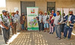 PROYECTO ESPECIAL CHINECAS PROMUEVE CULTIVO DE PITAHAYAS IN VITRO EN MORO