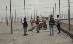 CHINECAS INTERVIENE INVASIÓN DE UNAS 100 HECTÁREAS DE TERRENO EN CASMA