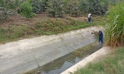 CHINECAS REALIZÓ DESCOLMATACIÓN Y DESBROCE EN CANAL CHIMBOTE COMO PARTE DE MANTENIMIENTO EN EL SISTEMA HIDRÁULICO LA VÍBORA