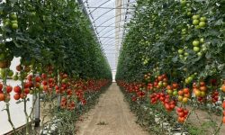 PROYECTO ESPECIAL CHINECAS BRINDARÁ SOPORTE PARA INVERNADEROS PROVISIONALES