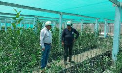 ING. JUAN BUSTAMANTE REALIZA INSPECCIÓN EN LA PRODUCCIÓN DEL VIVERO FORESTAL DE TANGAY