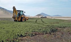 𝗖𝗛𝗜𝗡𝗘𝗖𝗔𝗦 𝗜𝗡𝗧𝗘𝗥𝗩𝗜𝗘𝗡𝗘 𝗔𝗦𝗢𝗖𝗜𝗔𝗖𝗜𝗢́𝗡 𝗔𝗚𝗥𝗜́𝗖𝗢𝗟𝗔 𝗤𝗨𝗘 𝗢𝗖𝗨𝗣𝗔𝗕𝗔 𝟭𝟭𝟴 𝗛𝗘𝗖𝗧𝗔́𝗥𝗘𝗔𝗦 𝗜𝗟𝗘𝗚𝗔𝗟𝗠𝗘𝗡𝗧𝗘