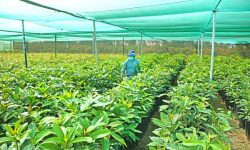 VIVERO FRUTÍCOLA FORESTAL DE CHINECAS OFRECE PLANTONES A PRECIOS BAJOS