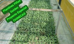 CHINECAS INICIA PROCESO DE DESARROLLO AGROPECUARIO CON PARTICIPACIÓN DE ESTUDIANTES DE INGENIERIA AGRONOMA DE LA UNS