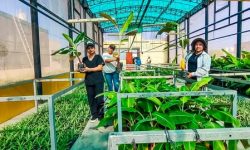 ¡CHINECAS INICIÓ TRANSPLANTE DE PLANTINES CON SEMILLAS DE LABORATORIO DE BIOTECNOLOGÍA!