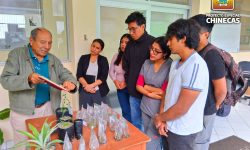 P.E. CHINECAS, ANUNCIA PRODUCCIÓN DE 500 MIL PLANTAS DE QUENUAL, PARA FORESTAR Y REFORESTAR  EN ZONAS LLUVIOSAS DE ÁNCASH.