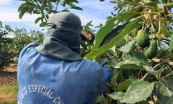 PALTAS HASS PRODUCIDAS EN CHINECAS LLEGARÁN AL MERCADO EUROPEO